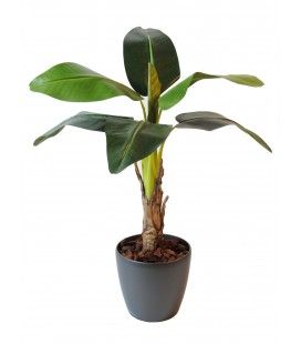 Plante artificielle tropicale Bananier 105 cm