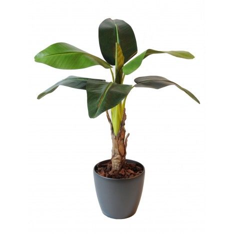 Plante artificielle tropicale Bananier 105 cm - 